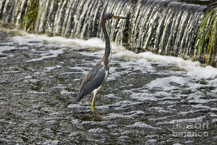 Tricolored Heron Photograph by John Greco