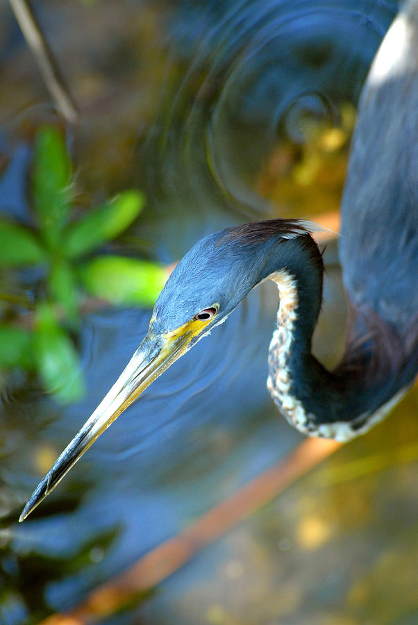 Tricolored Heron Photograph by Kenneth Murray