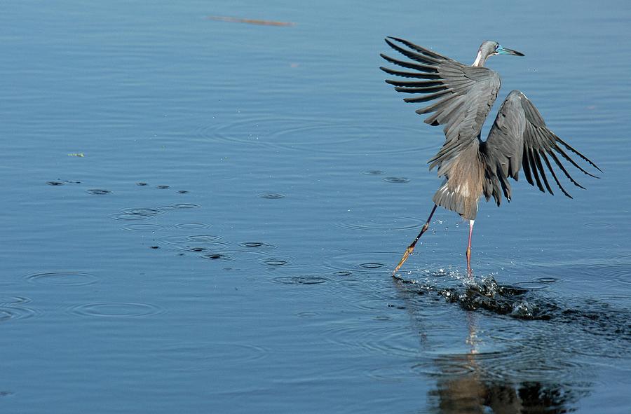 Nature Photograph - Tricolored Heron Landing On Water by Bob Gibbons