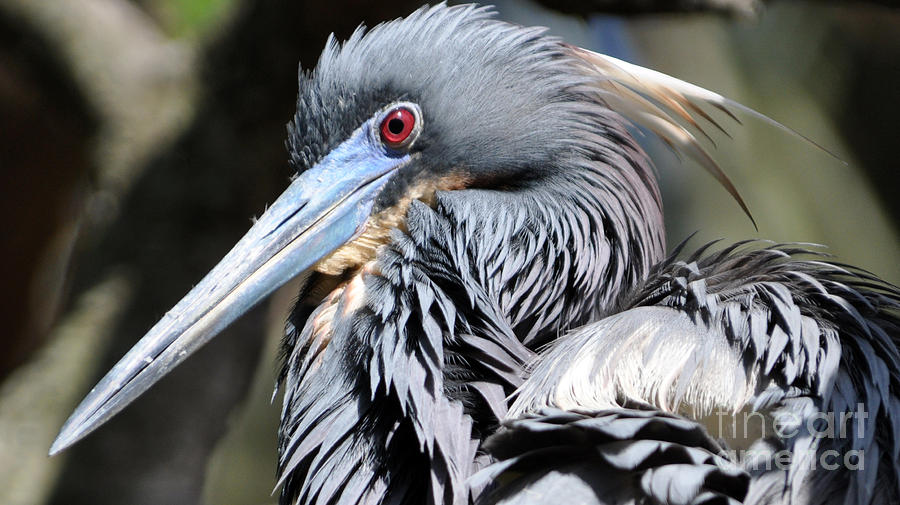 Tricolored Heron Photograph by Lydia Holly