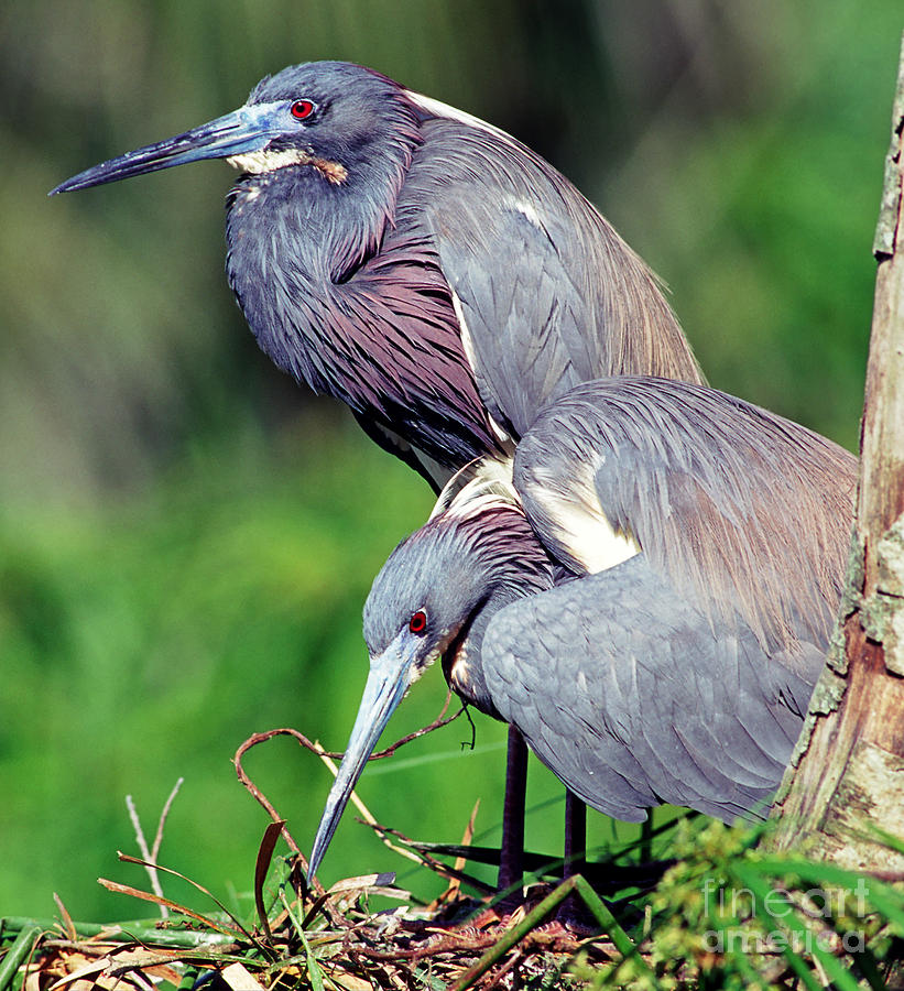 Tricolored Heron Male And Female At Nest Photograph by Millard H. Sharp