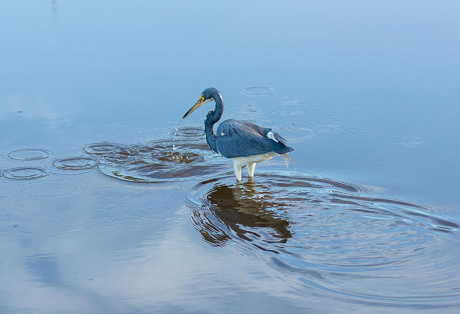 Tricolored Heron Photograph by Mark Little