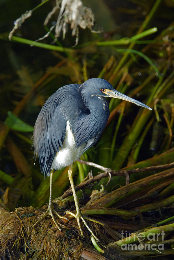 Wildlife Photograph - Tricolored Heron by Mark Newman