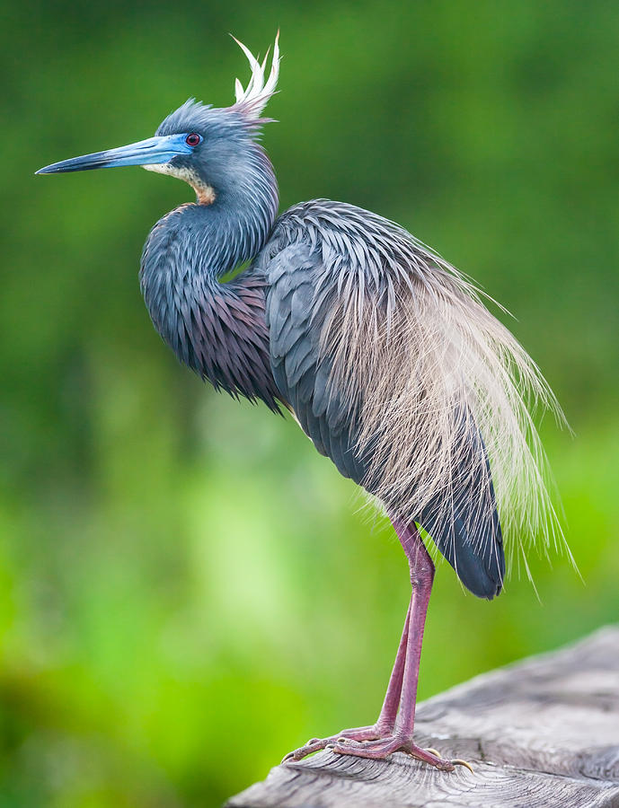 Tricolored Heron Photograph by Melinda Fawver
