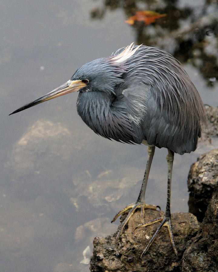Tricolored Heron on rock Photograph by Doris Potter
