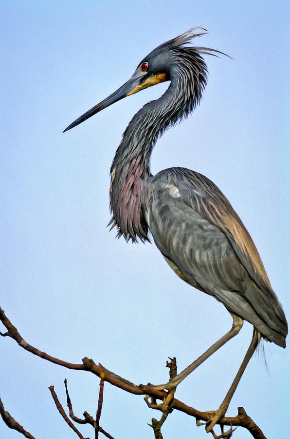 Heron Photograph - Tricolored Heron by Patrick Lynch