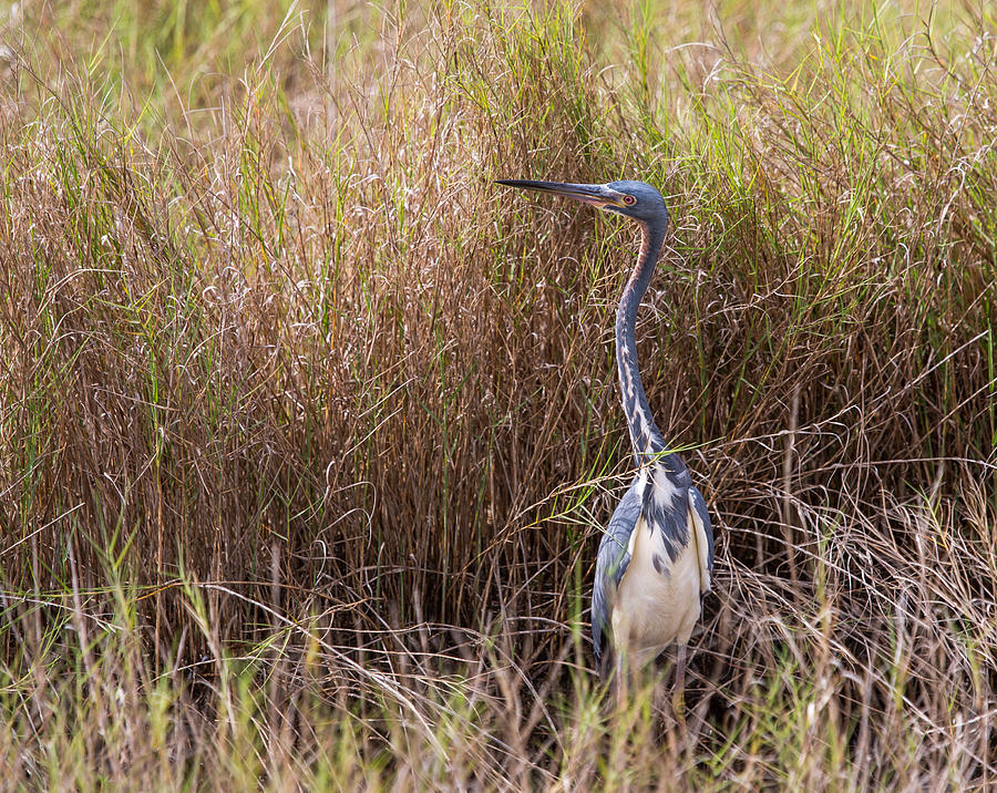Tricolored Heron Peeping Over the Rushes Photograph by John M Bailey
