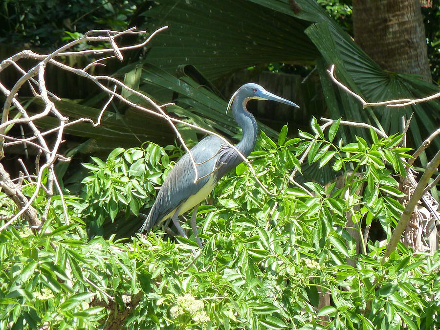 Tricolored Heron Photograph by Phil King - Fine Art America