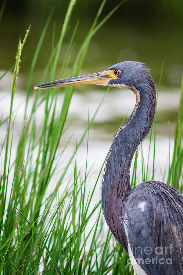 Tricolored Heron Photograph by Robert Frederick