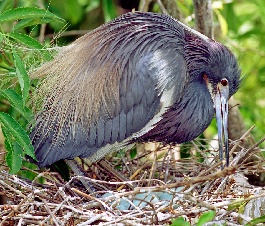 Tricolored Heron Rolling Eggs In Nest Photograph by Millard H. Sharp