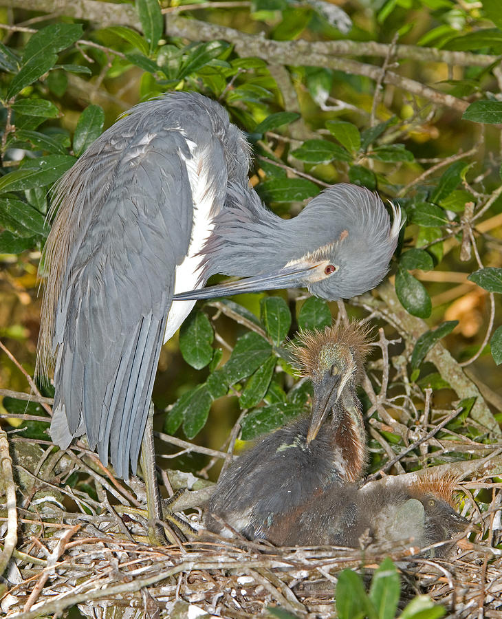 Tricolored Heron Tending Young Photograph by Millard H. Sharp