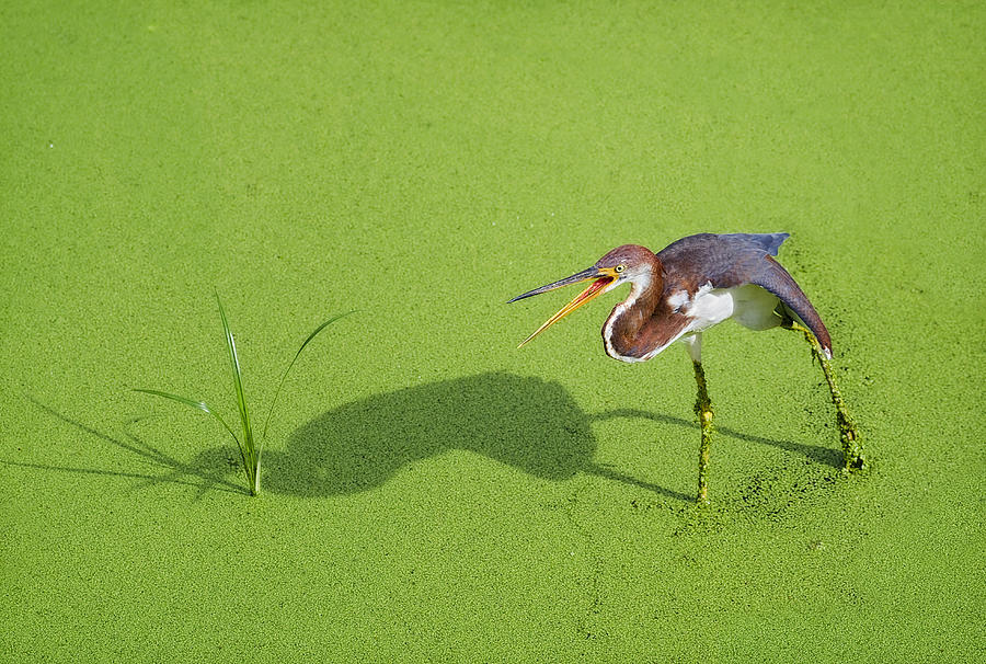 Heron Photograph - TriColored on Green by Patrick Lynch