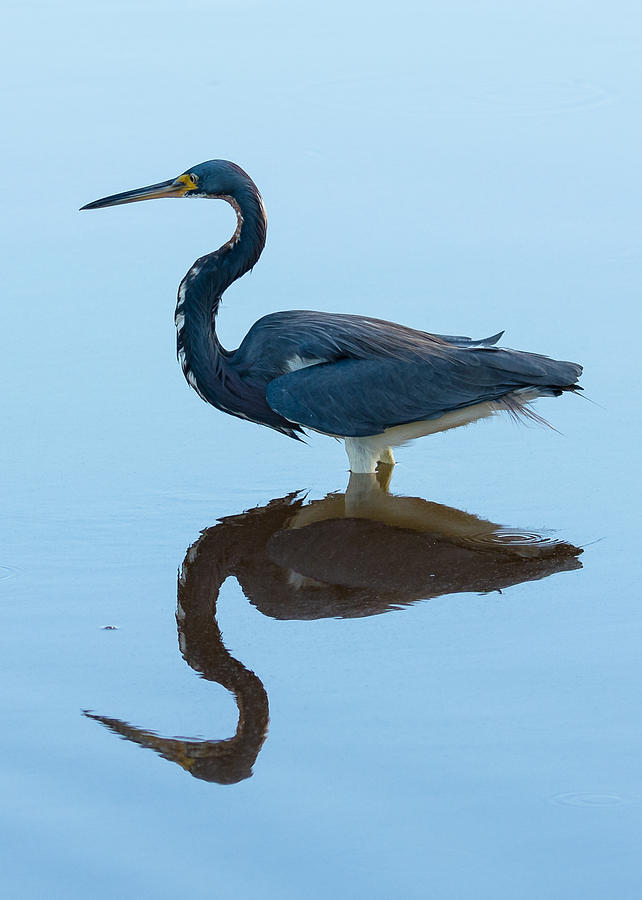 Tricolored Reflection Photograph by Mark Little