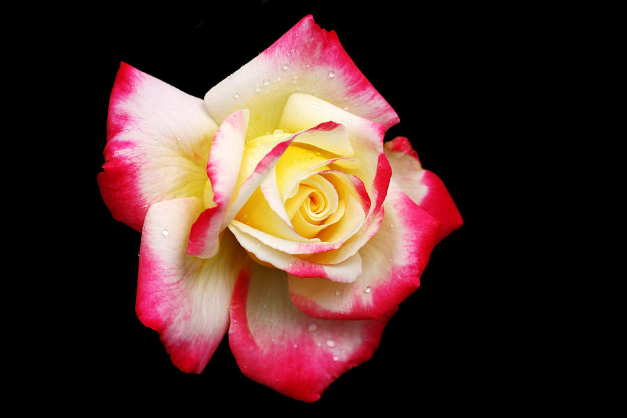 Rose Photograph - Tricolour Magesty by Doug Norkum