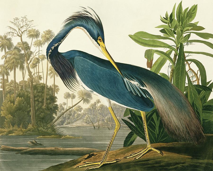 Tricoloured Heron Photograph by Natural History Museum, London/science Photo Library