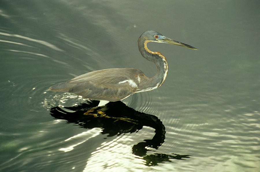 Heron Photograph - Tricoloured Heron by Sally Mccrae Kuyper/science Photo Library