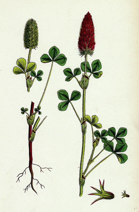 Nature Drawing - Trifolium Eu-incarnatum Crimson Clover by English School
