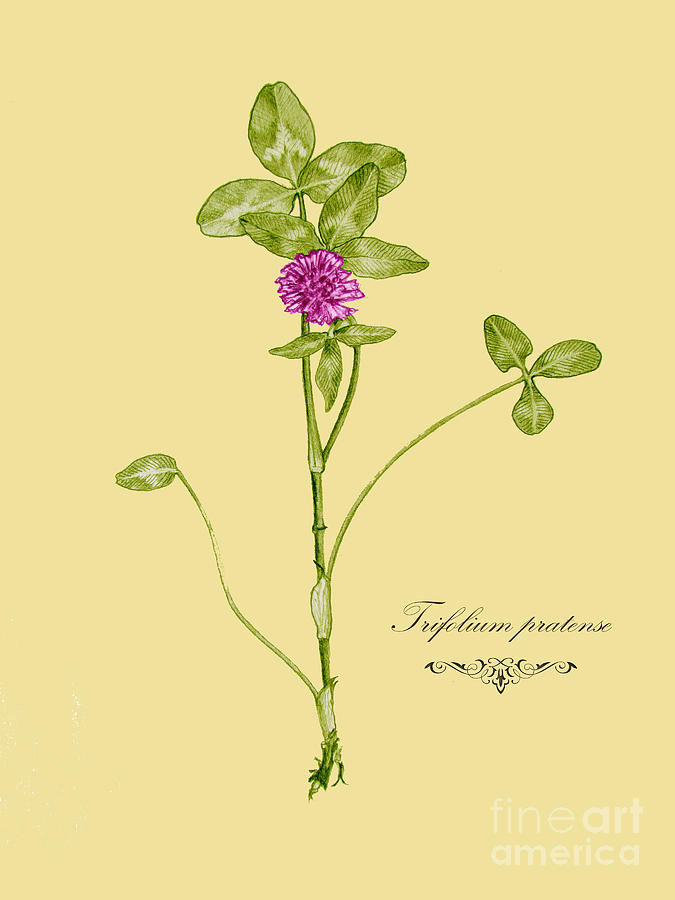 Trifolium pratense Drawing by Alexa Szlavics