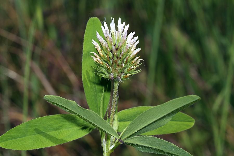 Trifolium squarrosum Photograph by Science Photo Library