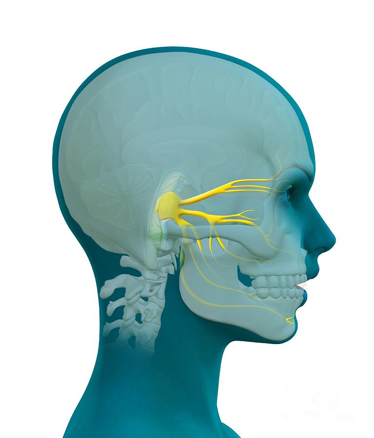 Trigeminal Nerve, Artwork Photograph by Claus Lunau - Fine Art America