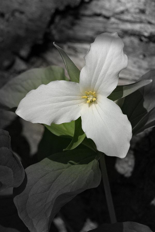 Spring Photograph - Trillium 2 by Henry Kowalski
