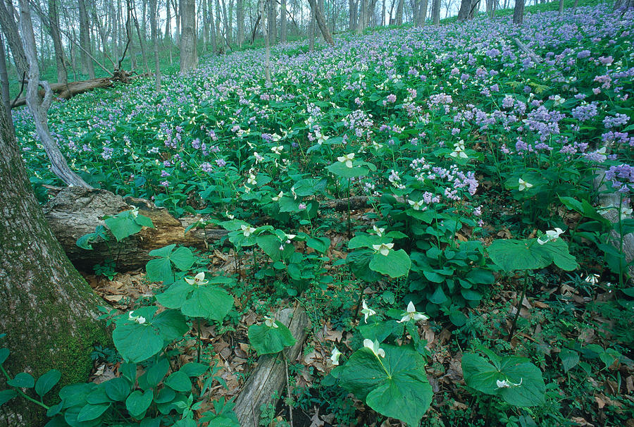 Trillium And Bluebells Photograph by Jeffrey Lepore