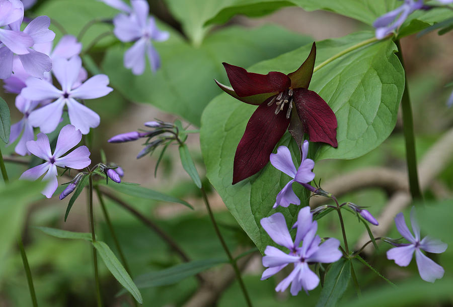 Trillium And Phlox Photograph by Daniel Reed