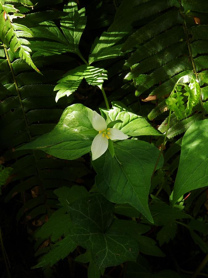 Trillium and Shadows Photograph by Charles Lucas