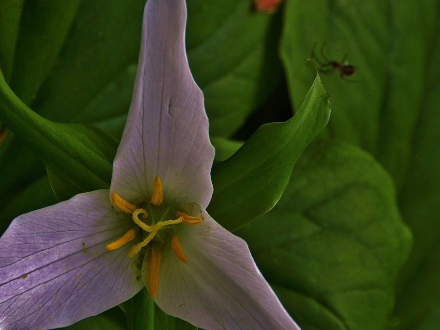 Trillium and the Spider Photograph by Charles Lucas