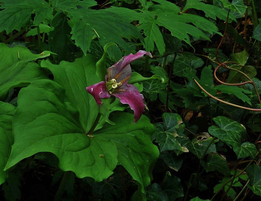 Trillium and Veins  Photograph by Charles Lucas