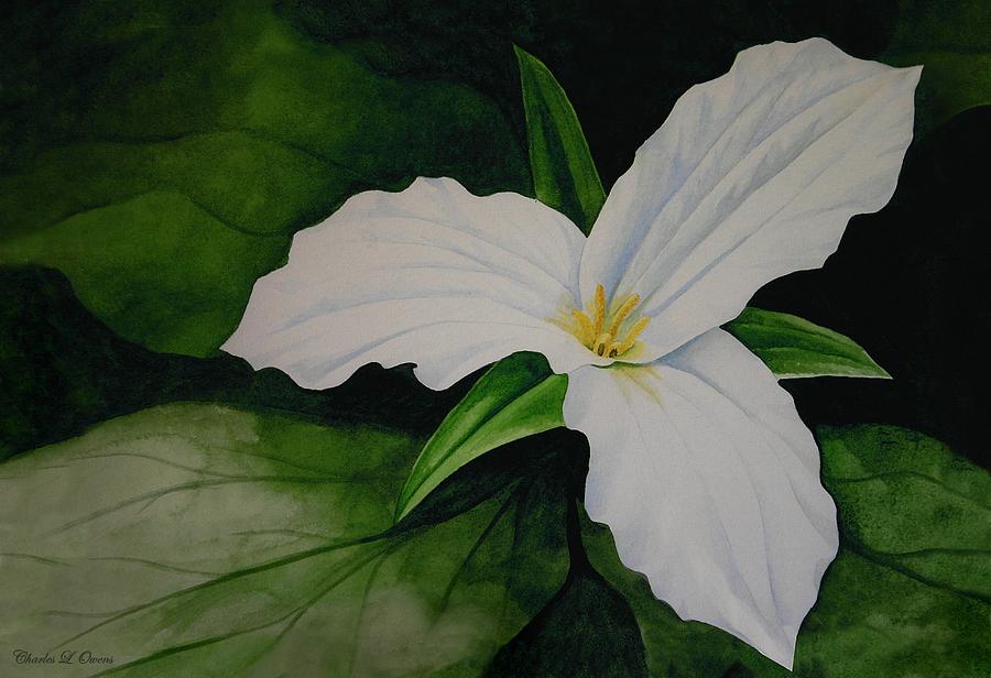 Trillium Painting by Charles Owens