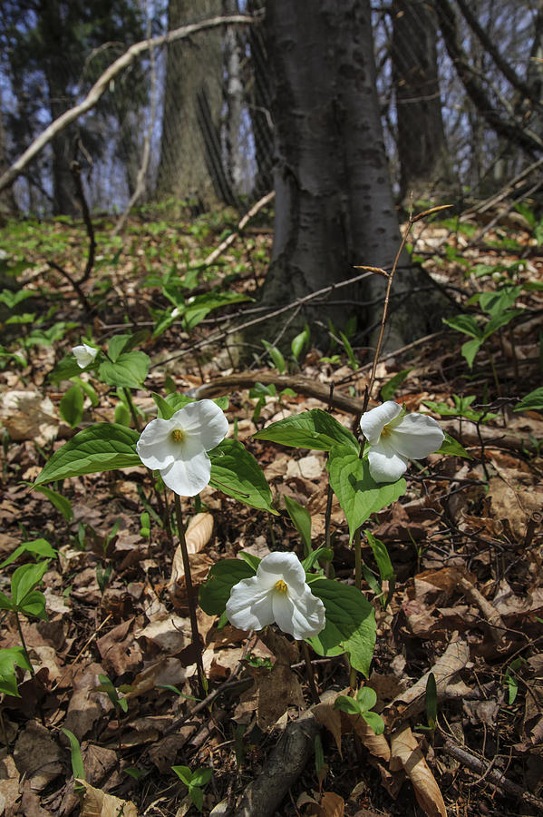 Trillium Cluster Photograph by Gary Hall