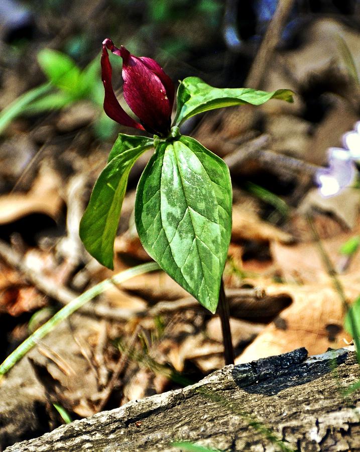 Trillium Deluxe Photograph by Marty Koch