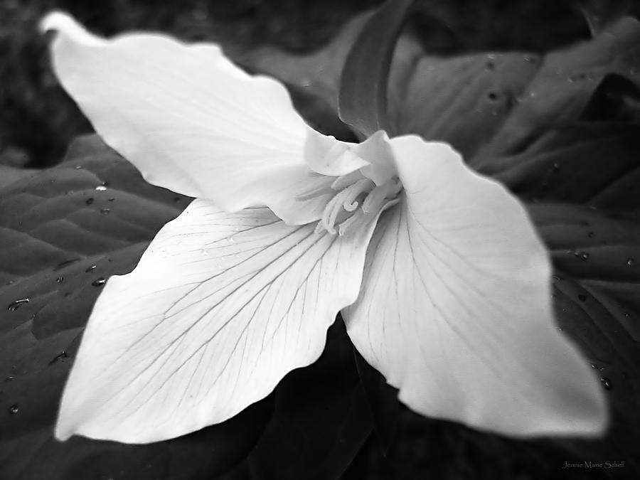 Trillium Flower in Black and White Photograph by Jennie Marie Schell