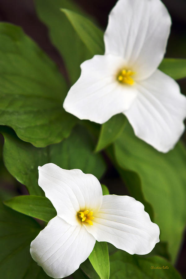 White Trillium Flowers Photograph by Christina Rollo