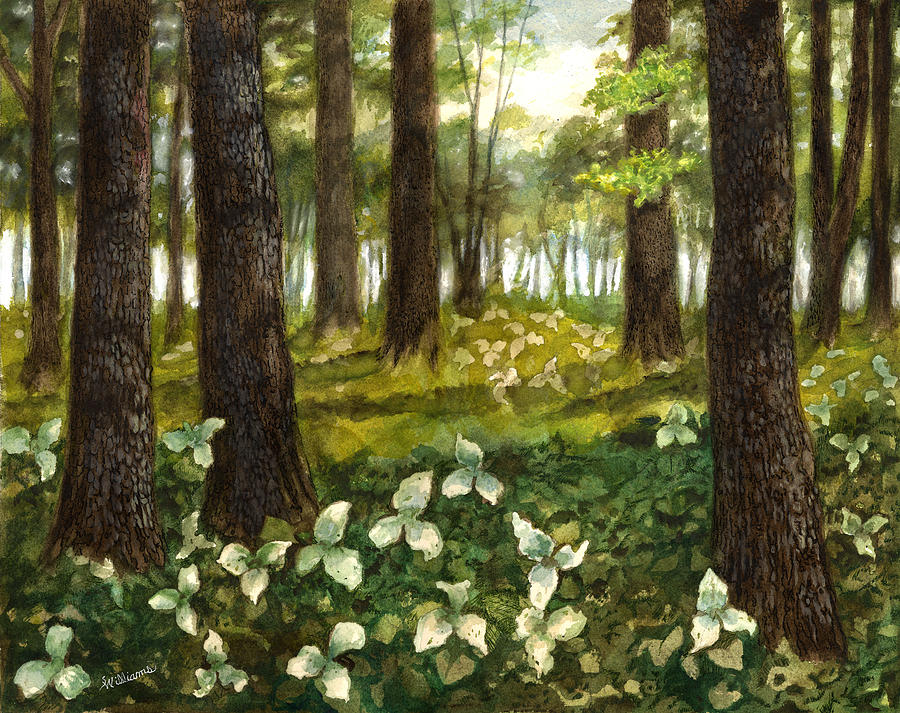 Spring Painting - Trillium Forest by Sandy Williams
