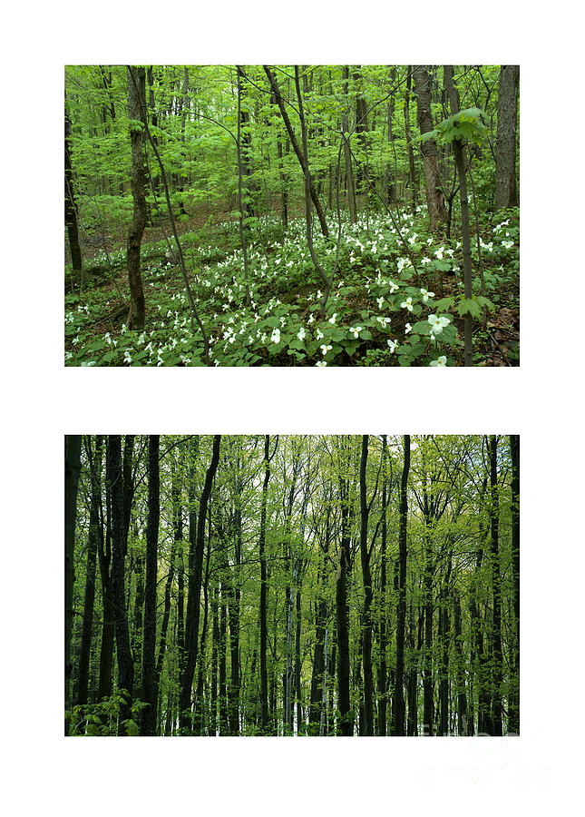Tree Photograph - Trillium Heaven and Spring Forest by Kathi Shotwell