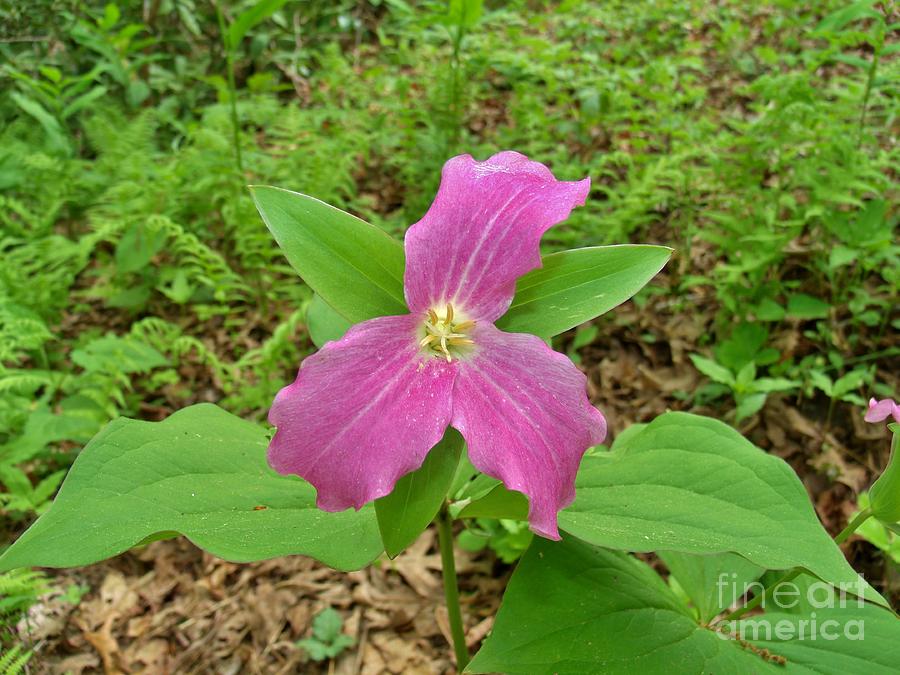 Trillium Photograph by Hominy Valley Photography