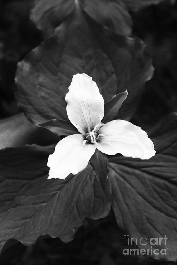 Black And White Photograph - Trillium in Black and White by Cari Gesch