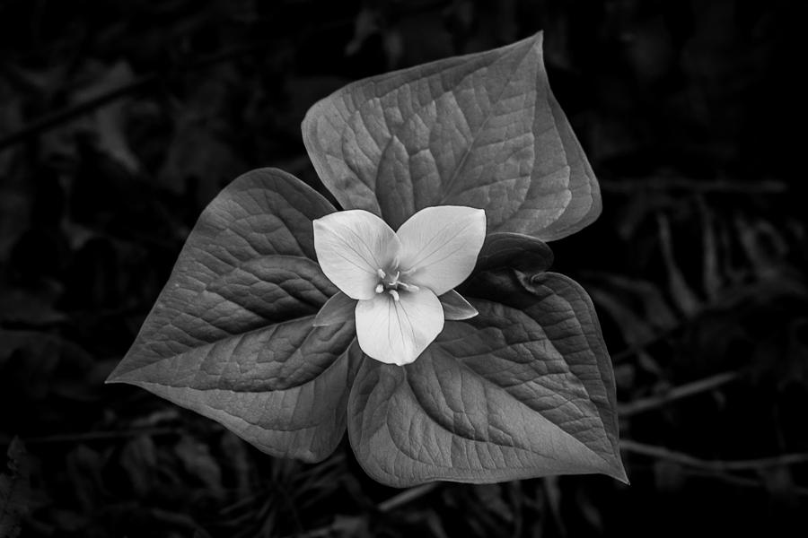 Black And White Photograph - Trillium in Black and White by Craig Pifer