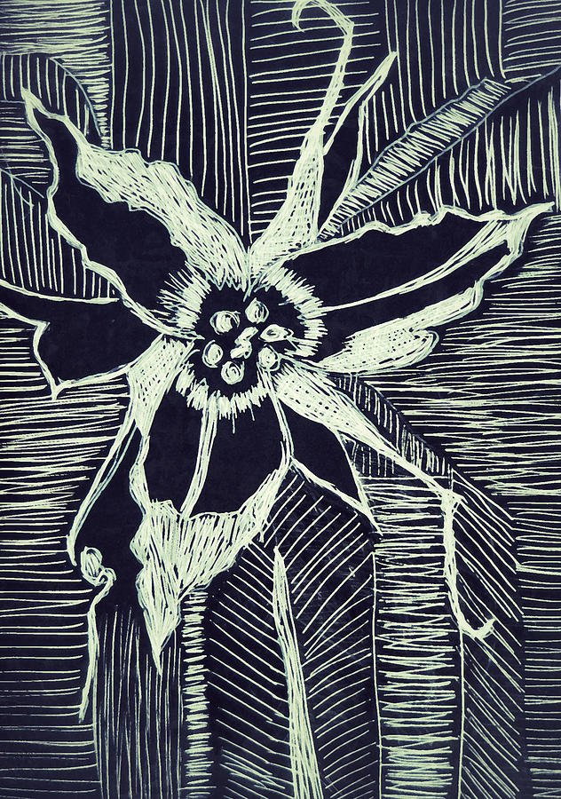 Trillium in Black and White Drawing by Patricia Januszkiewicz