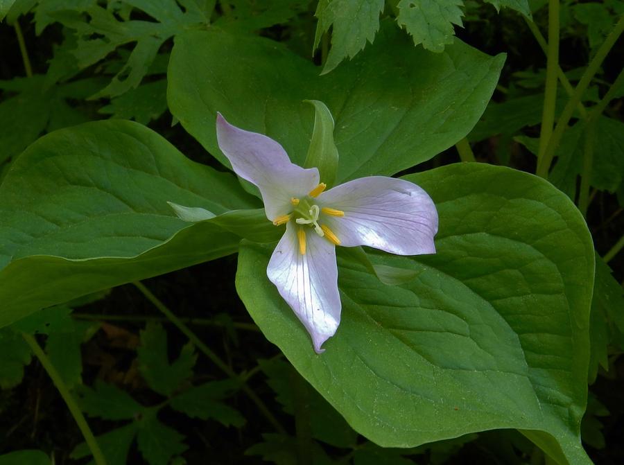 Trillium in Repose Photograph by Charles Lucas