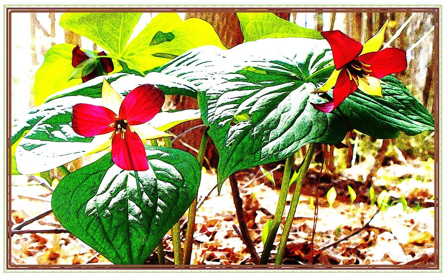 Trillium in the Woods Photograph by Joy Nichols