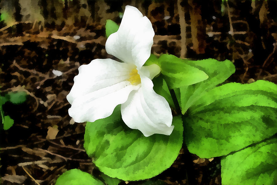 Trillium in the Woods Photograph by Michelle Calkins