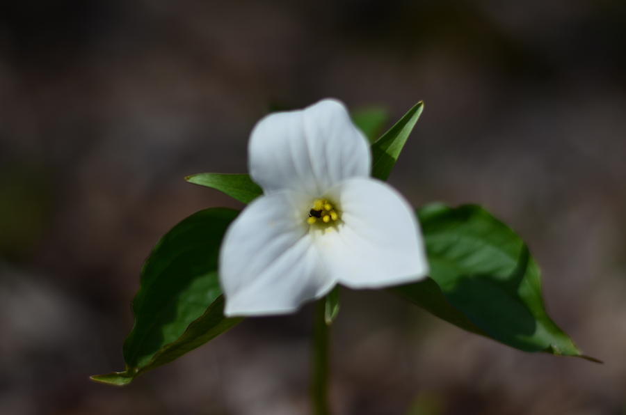 Trillium Photograph by Miriam Metcalfe - Fine Art America