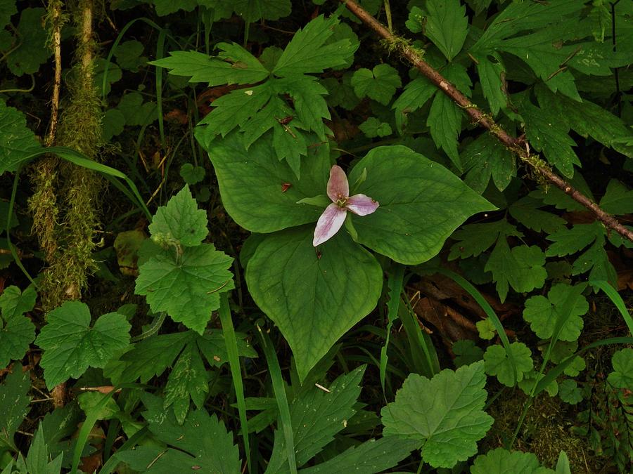 Trillium of the Forest Photograph by Charles Lucas