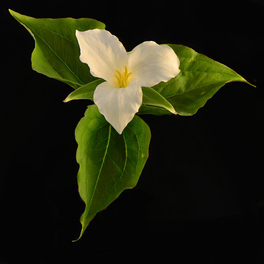 Trillium Photograph by Paul Freidlund Trillium Photograph by Paul Freidlund