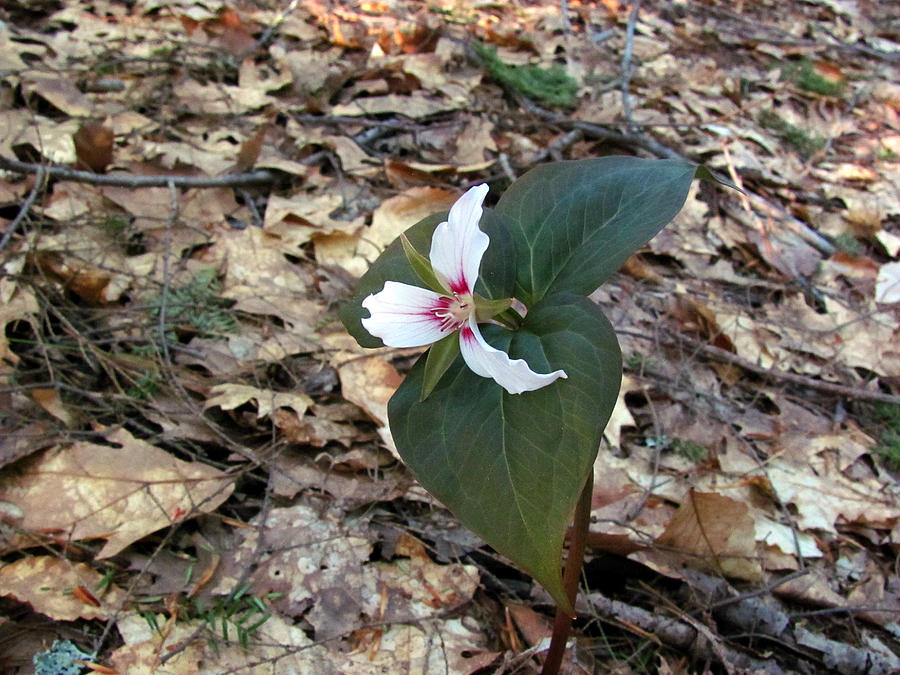 Painted Trillium Photograph by Rockybranch Dreams