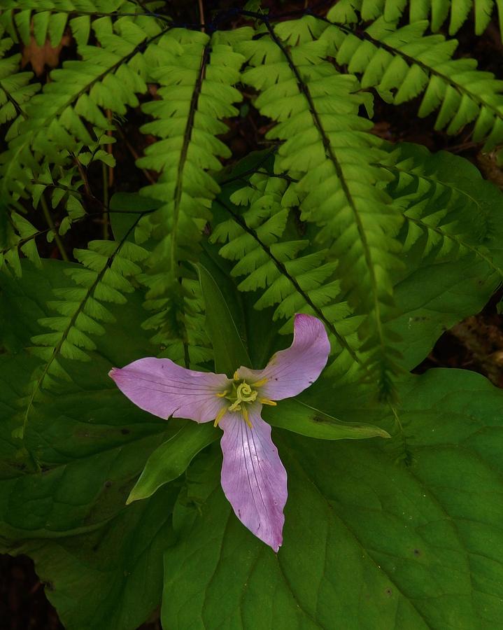Trillium Spiral Photograph by Charles Lucas