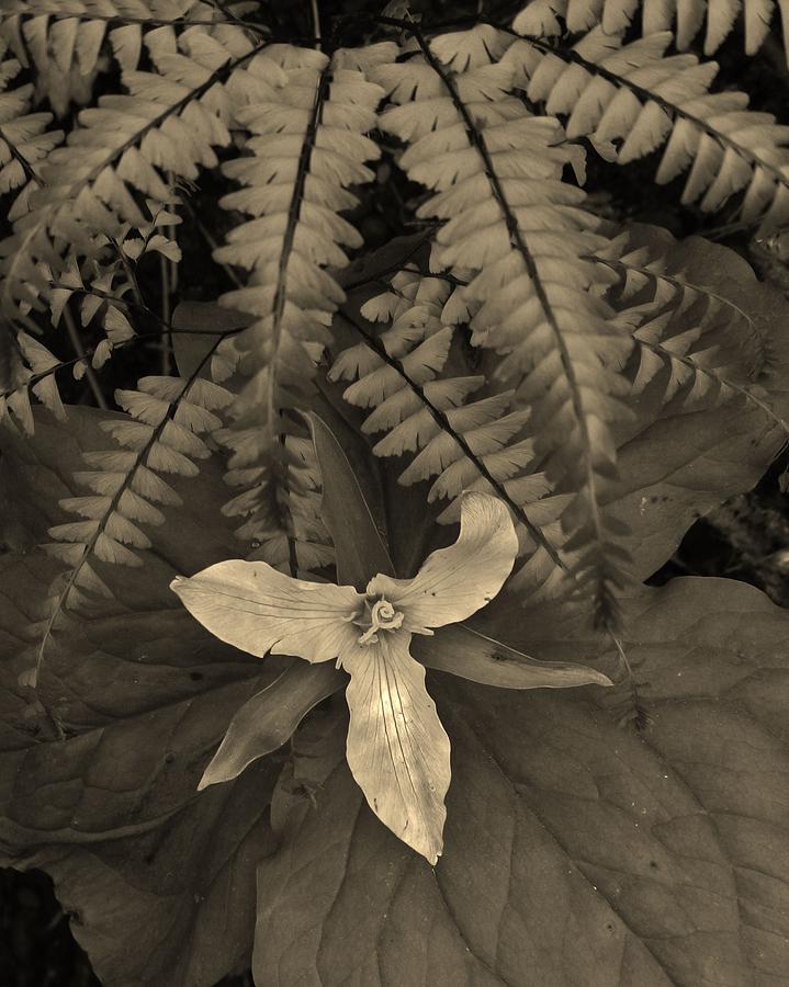 Flower Photograph - Trillium Spirling by Charles Lucas